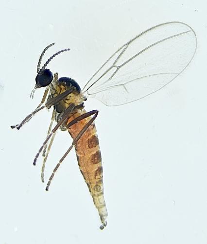 Réf. 297 661 : Micromyinae inconnu